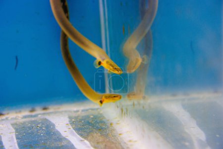 El cangrejo, el rape o el pez serpiente - (Erpetoichthys calabaricus), fotografiando en acuario de agua dulce