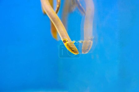 The reedfish, ropefish, or snakefish - (Erpetoichthys calabaricus), photographing in freshwater aquarium tank