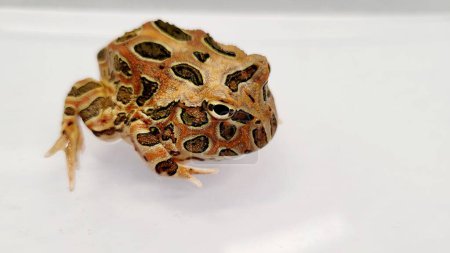 Pacman Frog is South American horned frogs, from genus Ceratophrys
