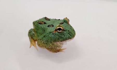 Pacman Frog est une grenouille cornue d'Amérique du Sud, du genre Ceratophrys