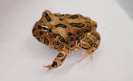 Pacman Frog es una especie de anfibios de la familia Mordellidae.