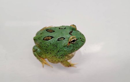 Pacman Frog is South American horned frogs, from genus Ceratophrys