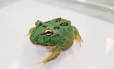 Pacman Frog est une grenouille cornue d'Amérique du Sud, du genre Ceratophrys