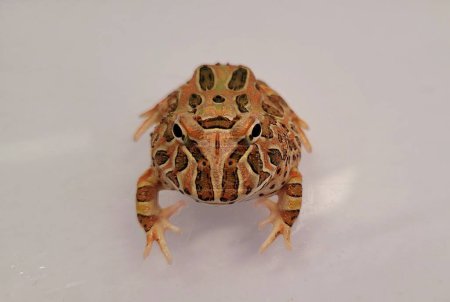 Pacman-Frosch ist ein südamerikanischer Hörnchenfrosch aus der Gattung Ceratophrys