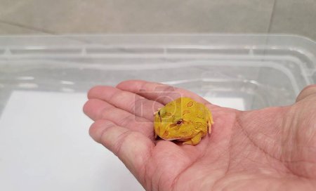 Foto de Pacman Frog es una especie de anfibios de la familia Mordellidae. - Imagen libre de derechos