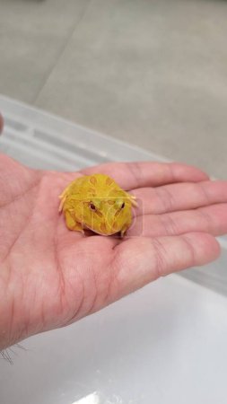 Pacman-Frosch ist ein südamerikanischer Hörnchenfrosch aus der Gattung Ceratophrys