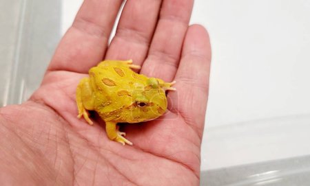 Foto de Pacman Frog es una especie de anfibios de la familia Mordellidae. - Imagen libre de derechos