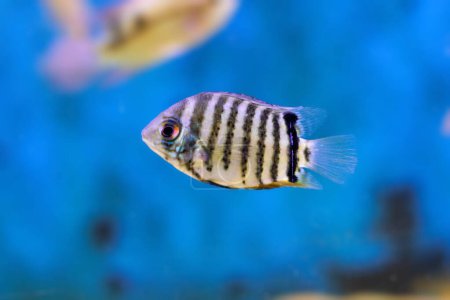 Photo for Banded cichlid fish - Heros efasciatus - Royalty Free Image