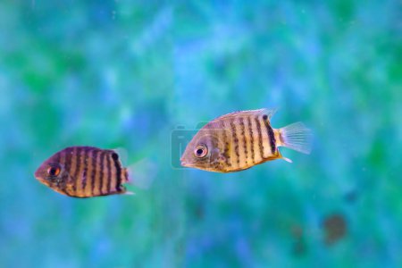 Photo for Banded cichlid fish - Heros efasciatus - Royalty Free Image