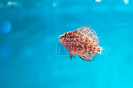 Uaru triangle cichlid fish - Uaru amphiacanthoides