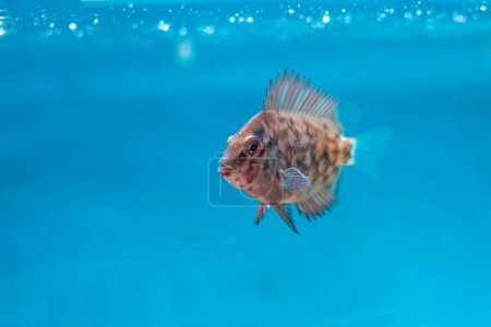 Uaru triangle cichlid fish - Uaru amphiacanthoides
