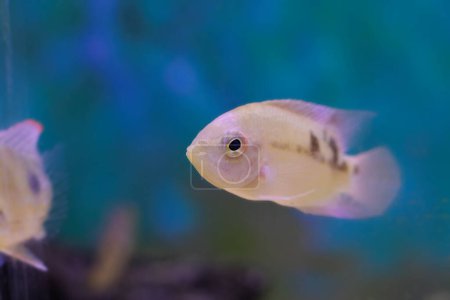 The emerald cichlid fish - (Hypselecara temporalis)