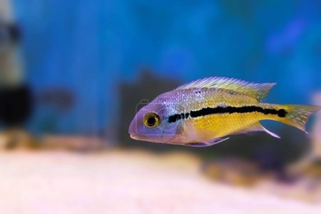 Photo for Macaw Nicaraguense Cichlid fish - (Hypsophrys nicaraguensis) - Royalty Free Image