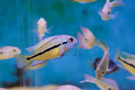 Photo for Macaw Nicaraguense Cichlid fish - (Hypsophrys nicaraguensis) - Royalty Free Image