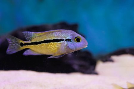 Macaw Nicaraguense Cichlid fish - (Hypsophrys nicaraguensis)