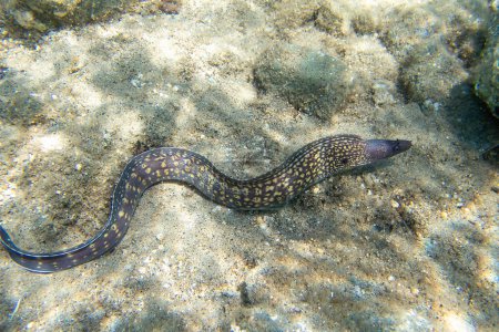 Photo for The Mediterranean moray, also known as Roman eel - (muraena helena) - Royalty Free Image