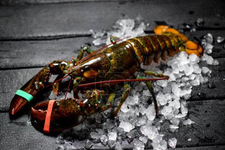 Photo for Big live lobster on ice on a black background - Royalty Free Image