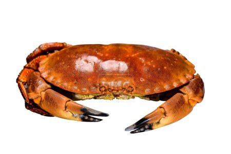 Téléchargez les photos : Crabe vivant rouge sur fond blanc propre - en image libre de droit