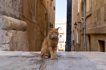 Téléchargez les photos : Brown cat at the street in Valletta old town. Malta island - en image libre de droit