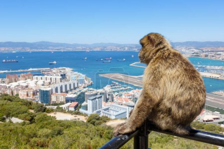 Photo for Gibraltar monkey monkeys port airport travel traveling Spain travelling - Royalty Free Image
