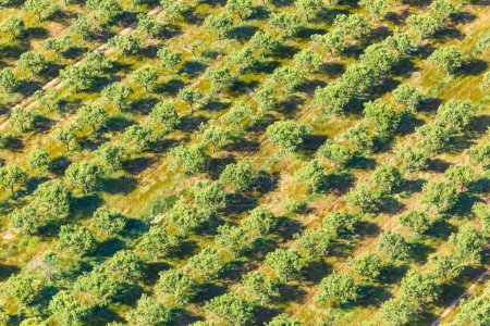 Photo for Olive trees tree on Mallorca summer from above aerial photo photography - Royalty Free Image