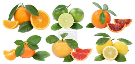 Téléchargez les photos : Fruits collection oranges mandarin lemon grapefruit isolated on a white background - en image libre de droit