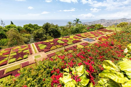 Foto de Flores y plantas en jardín botánico de Funchal viajan a la isla de Madeira en Portugal - Imagen libre de derechos