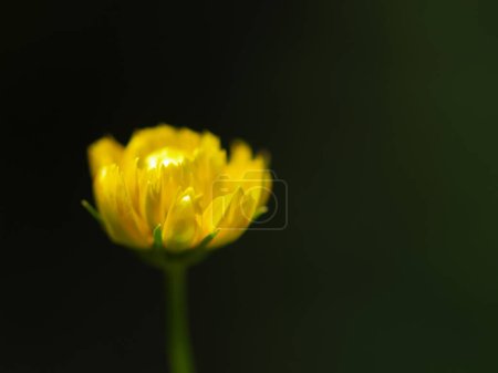 Foto de Flor amarilla brillante sobre fondo oscuro abstracto - Imagen libre de derechos