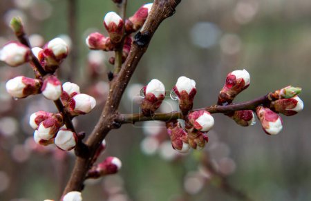 Delicate, sweet spring blossoming cherry or peach buds in close-up