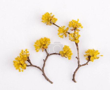 Téléchargez les photos : Carte de printemps avec fleurs de cornouiller jaune vif - en image libre de droit