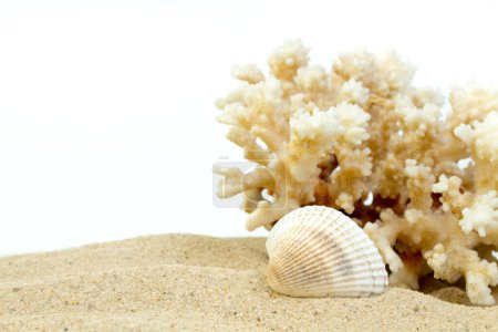 Photo for Sea sand starfish, coral and pebbles as background. Concept of rest. Top view - Royalty Free Image