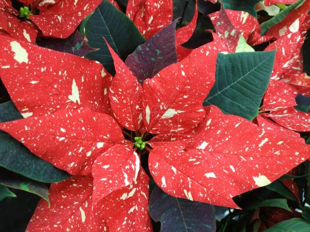 Photo for Closeup of red poinsettia flowers Euphorbia pulcherrima - Royalty Free Image