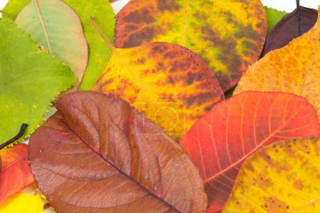 Foto de Fondo de hojas coloridas de otoño, espacio de copia para el texto. Vista desde arriba - Imagen libre de derechos