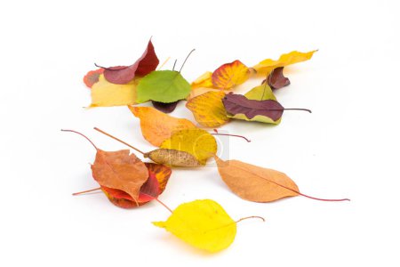 Photo for Colorful autumn leaves on white background, copy space for text. View from above - Royalty Free Image