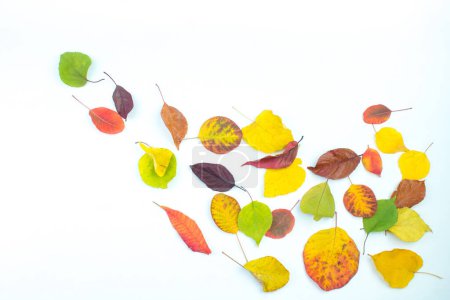 Téléchargez les photos : Feuilles d'automne colorées sur fond blanc, espace de copie pour le texte. Vue d'en haut - en image libre de droit