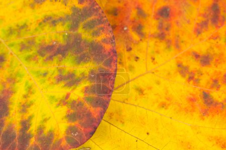 Téléchargez les photos : Fond de feuilles d'automne colorées, espace de copie pour le texte. Vue d'en haut - en image libre de droit