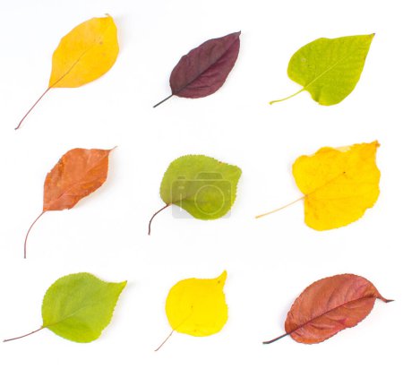 Foto de Hojas coloridas de otoño sobre fondo blanco, espacio de copia para texto. Vista desde arriba - Imagen libre de derechos