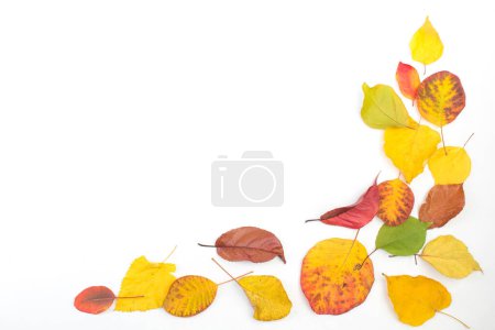 Téléchargez les photos : Feuilles d'automne colorées sur fond blanc, espace de copie pour le texte. Vue d'en haut - en image libre de droit