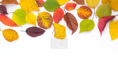 Foto de Hojas coloridas de otoño sobre fondo blanco, espacio de copia para texto. Vista desde arriba - Imagen libre de derechos