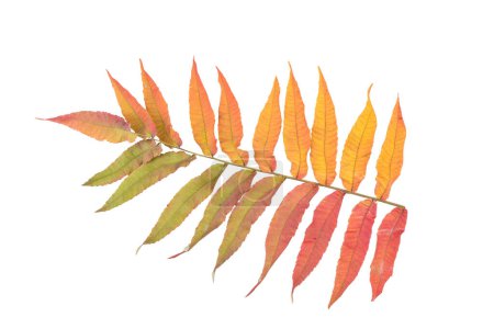 Photo for Autumn leaf of rhus glabra isolated on white background. Fall season foliage - Royalty Free Image