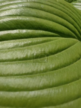 Photo for The convex surface of the green leaf hosts ,texture - Royalty Free Image