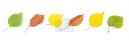 Colorful autumn leaves on white background, copy space for text. Top view. Banner