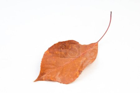 Colorful autumn leaves on white background, copy space for text. View from above