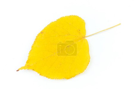 Téléchargez les photos : Autumn birch leaf isolated on white background. Autumn flora - en image libre de droit