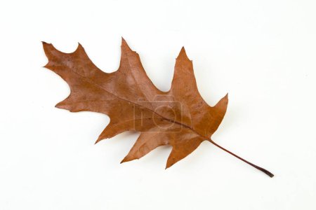 Photo for Autumn oak leaf isolated on white background. Fall season foliage - Royalty Free Image
