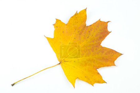 Foto de Hoja de arce de otoño aislada sobre fondo blanco. Follaje de temporada de otoño - Imagen libre de derechos