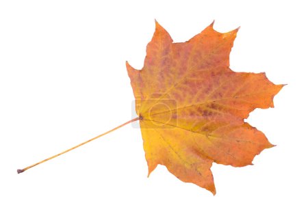 Autumn maple leaf isolated on white background. Fall season foliage