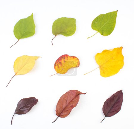 Colorful autumn leaves on white background, copy space for text. View from above