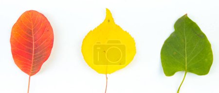 Colorful autumn leaves on white background, copy space for text. Top view. Banner