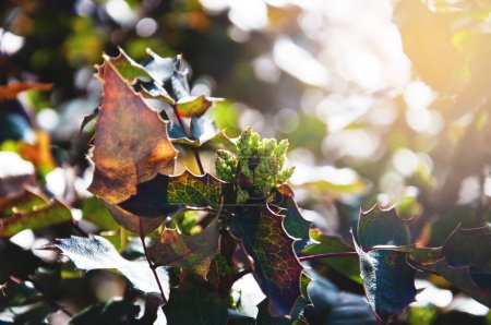 Foto de Una rama de un arbusto decorativo en los rayos del sol de la mañana en el jardín. - Imagen libre de derechos